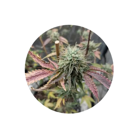 CBD Cannabis Samen "Fruit Cake" - feminized - 3 Stck.