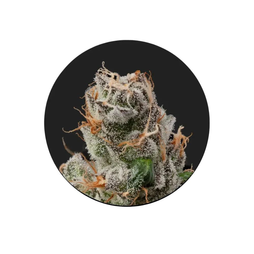 Cali Genetics "GMO Rootbeer" - Fast Flowering - 3 Stck.