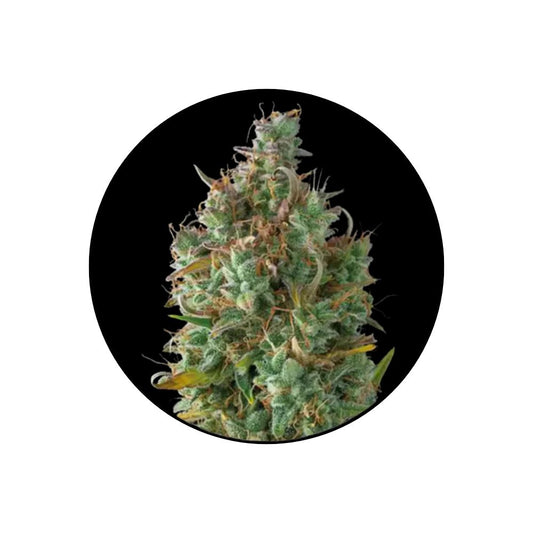 Cali Genetics "Gelato" - Autoflower - 3 Stck.