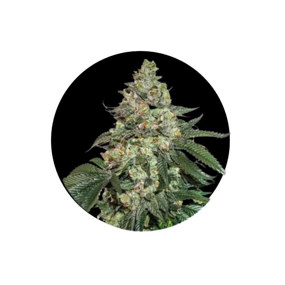 Girl Scout Cookies - Cannabis Samen - Autoflower - 3 Stck.