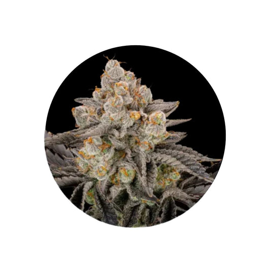 Cannabis Samen "Gorilla Cookies" - Feminized - 3 Stck.