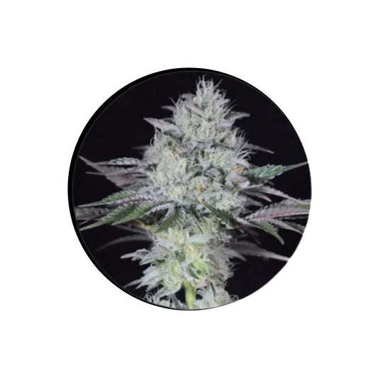 Cannabis Samen "Gorilla Glue" - Autoflower - 3 Stck.