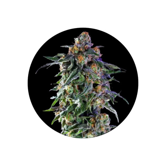 Cannabis/Hanfsamen "Granddaddy Purple" - Feminized - 3 Stck.