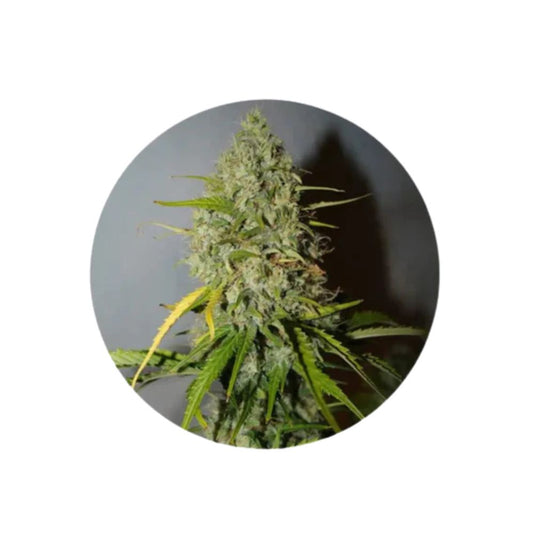 Cannabis Samen "Grapefruit" - Autoflower - 3 Stck.