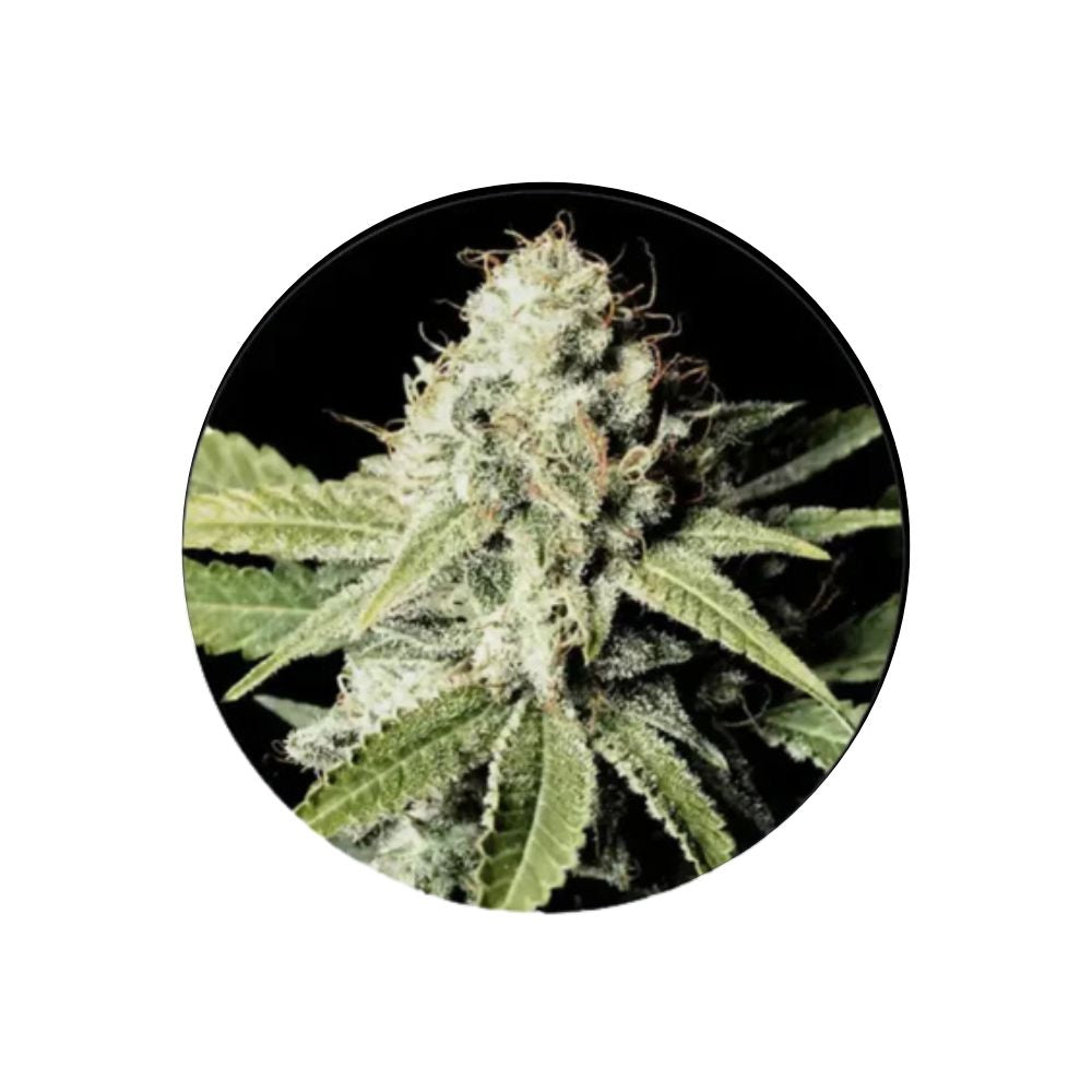 Cannabis/Hanfsamen "Great White Shark" - Feminized - 3 Stck.