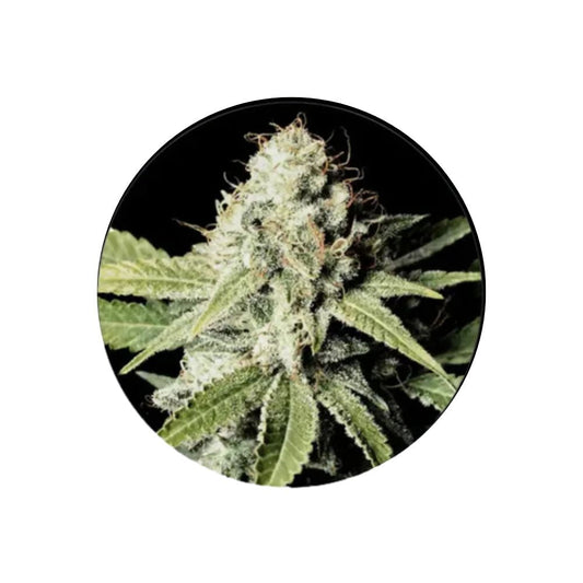 Cannabis/Hanfsamen "Great White Shark" - Feminized - 3 Stck.