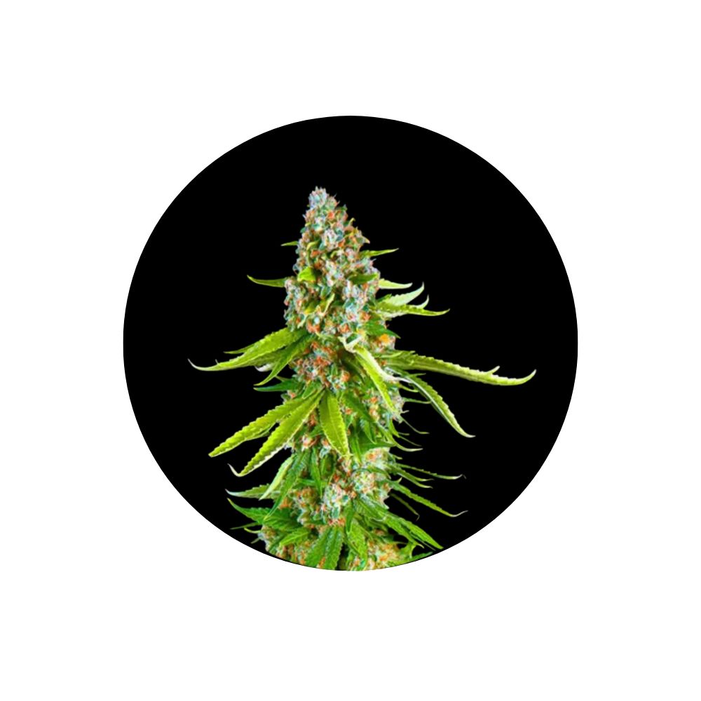 Green Crack - Cali Genetics - Autoflower - 3 Stck.