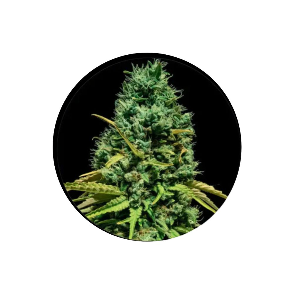 Hell Bells OG - Cannabis Samen - Autoflower - 3 Stck.