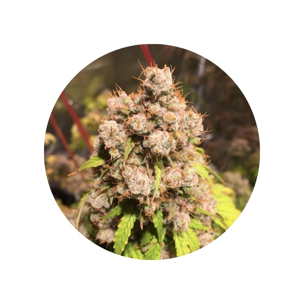 Himalaya Gold - CBD Hanfsamen - feminized - 3 Stck.