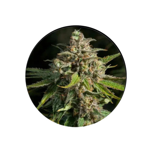 Cannabis/Hanfsamen "Lavender" - Feminized - 3 Stck.
