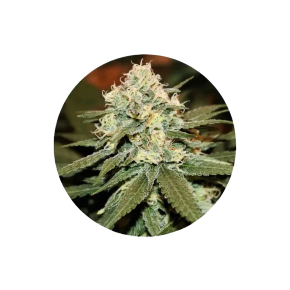 CBD Cannabis Samen "Lemon Haze" - feminized - 3 Stck.