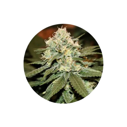 CBD Cannabis Samen "Lemon Haze" - feminized - 3 Stck.