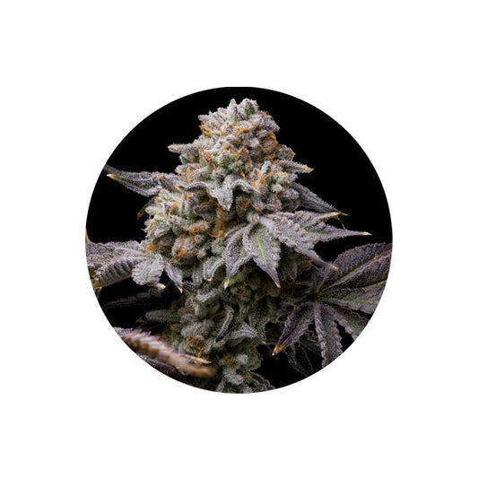 Cannabis Samen "Love Affair" - Autoflower - 3 Stck.
