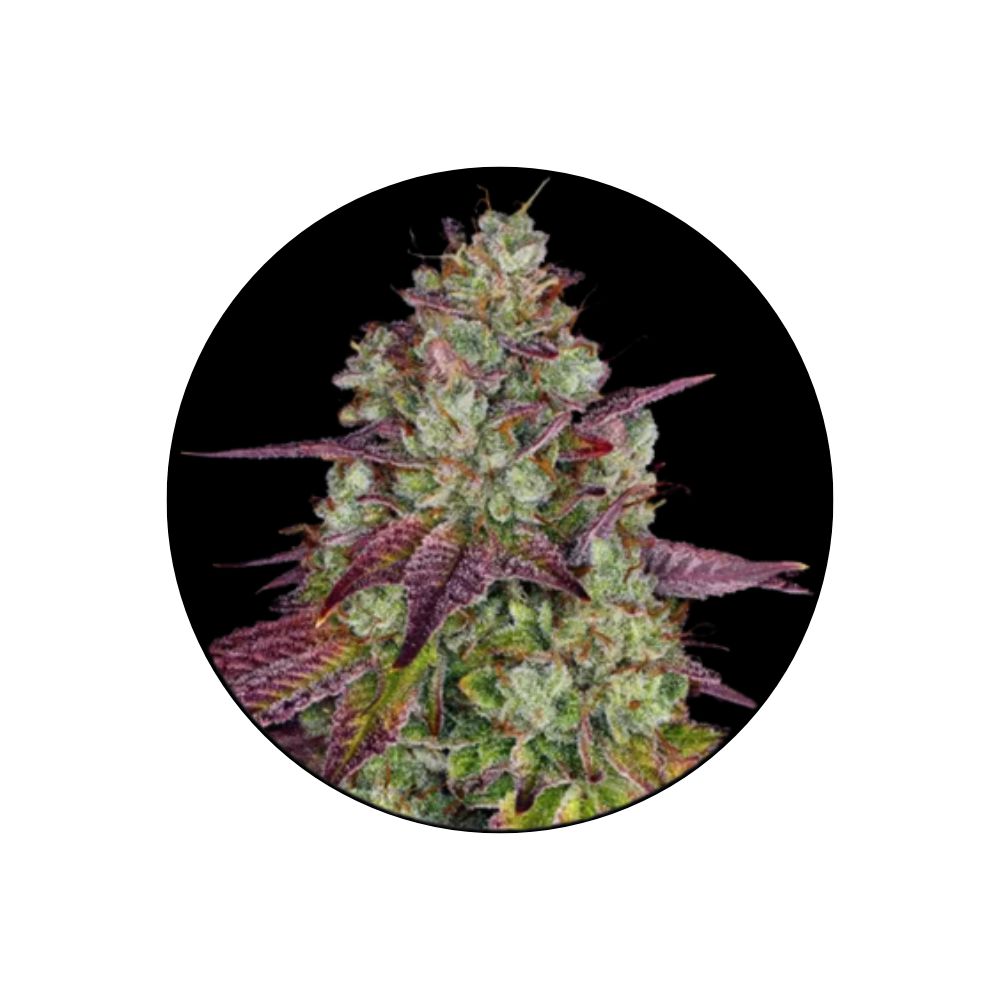 Mimosa - Cannabis Samen - Feminized - 3 Stck.