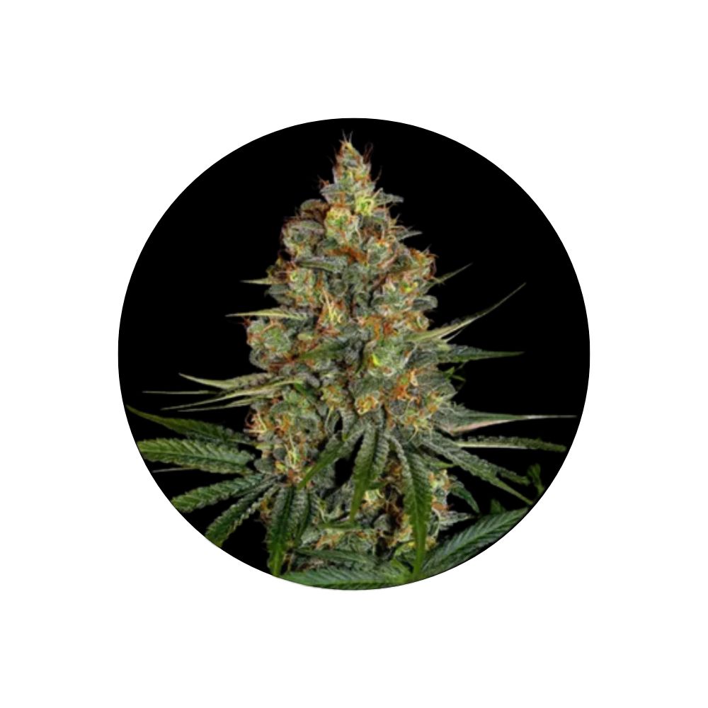 Cannabissamen "NYC Diesel" - Autoflower - 3 Stck.