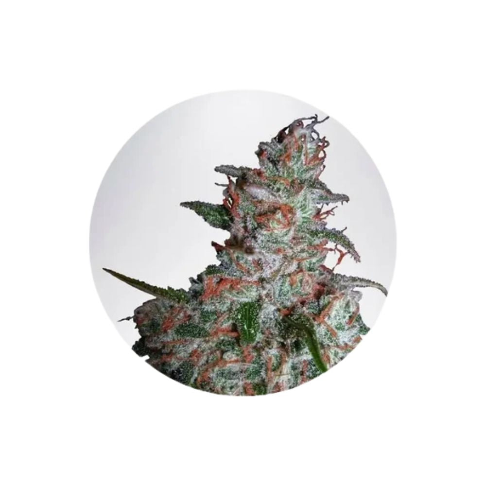 Northern Lights - Cannabis Samen - Autoflower - 3 Stck.