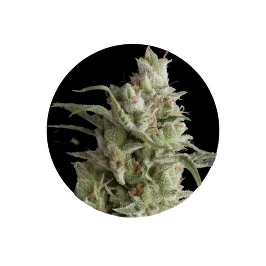 Cali Genetics "OG Kush" - Feminized - 3 Stck.