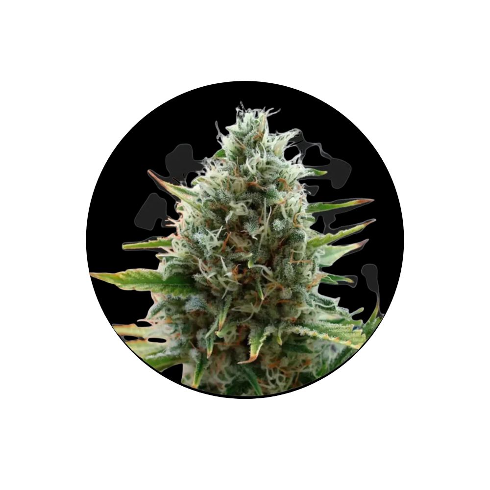 Cali Genetics "Papaya" - Fast Flowering - 3 Stck.