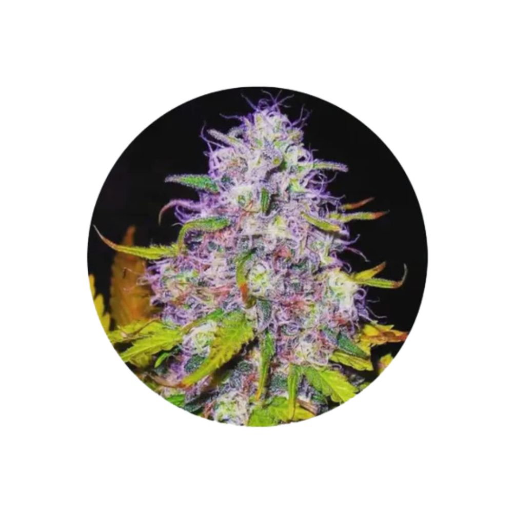 Purple Haze - Cannabis Samen - Feminized - 3 Stck.