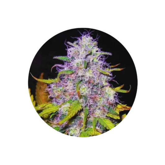 Cannabis Samen "Purple Haze" - Feminized - 3 Stck.