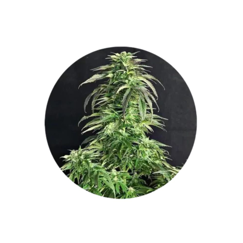 Somango - Cannabis Samen - Autoflower - 3 Stck.