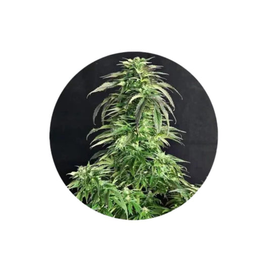 Cannabissamen "Somango" - Autoflower - 3 Stck.