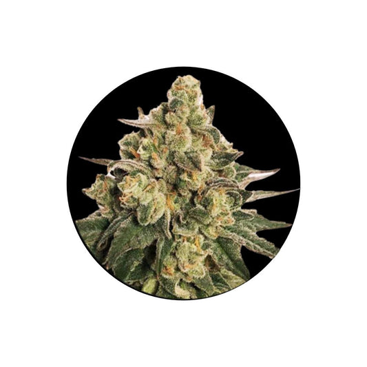 !SOPO! Cannabissamen "MAC" - Autoflower - 3 Stck.