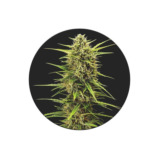 !SOPO! Cannabissamen "Rainbow Apples" - Feminized - 3 Stck.
