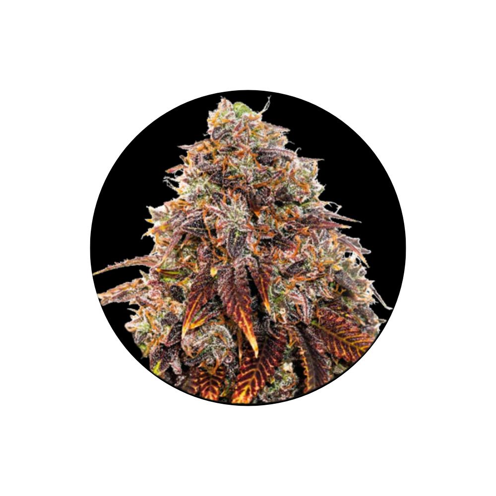 !SOPO! - Gelato #41 - Cannabis Samen - Feminized - 3 Stck.