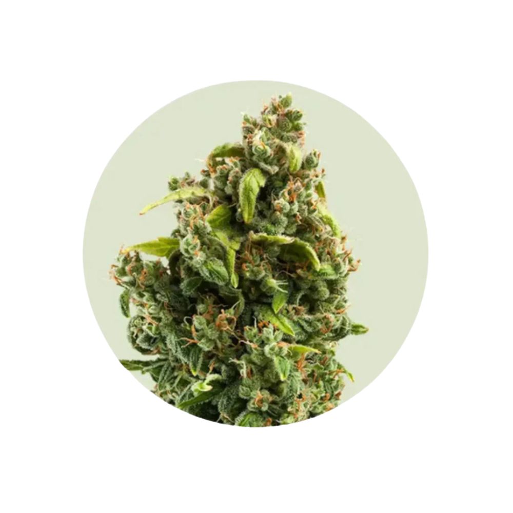 Sour Diesel - Cali Genetics - Autoflower- 3 Stck.