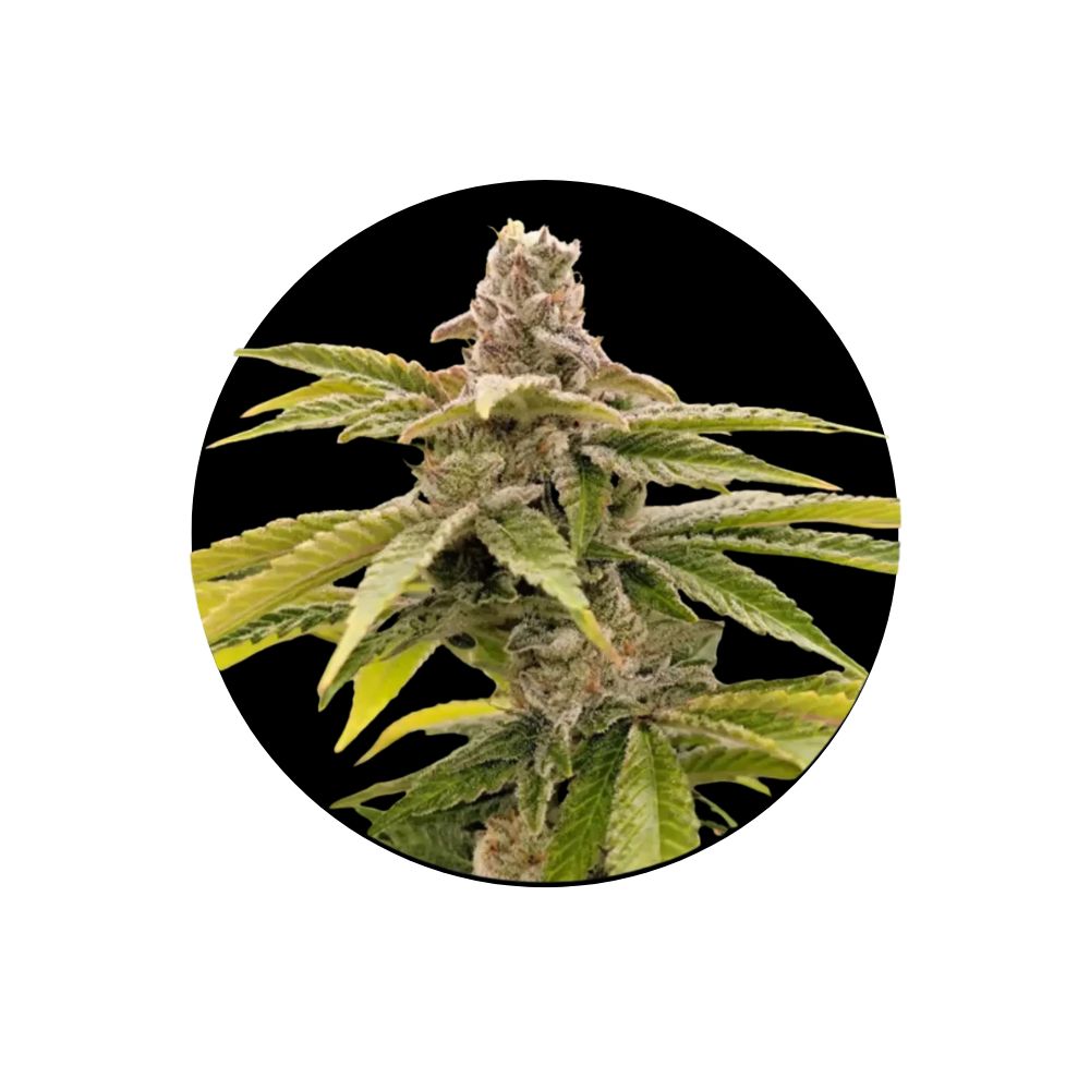 Strawberry Guava - Cali Genetics - Fast Flowering - 3 Stck.