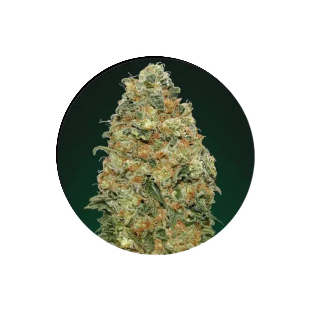 Cannabis Samen "Super Skunk" - Autoflower - 3 Stck.