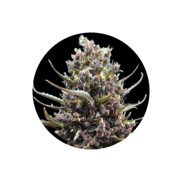 Tropicana Cookies - Cannabis Samen - Autoflower - 3 Stck.