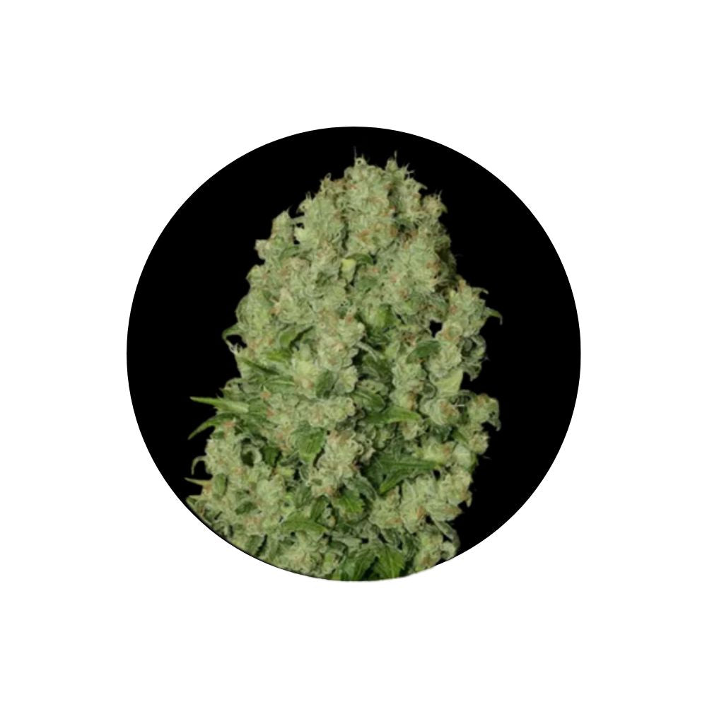 Cannabis Samen "White Russian" - Autoflower - 3 Stck.