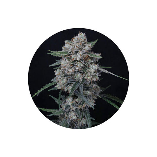 Cannabis Samen "White Runtz" - Autoflower - 3 Stck.
