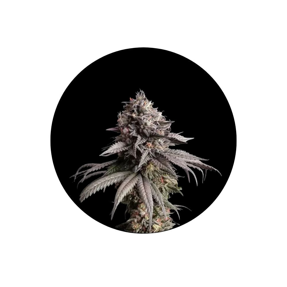 Zkittlez Gelato - Cali Genetics - Feminized - 3 Stck.