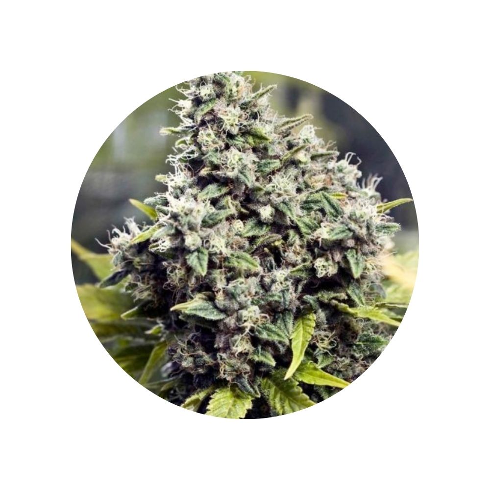 CBD Hanfsamen "Grapefruit" - feminized - 3 Stck.