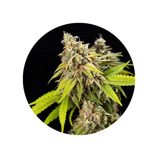 CBD Hanfsamen "Cheese" - feminized - 3 Stck.