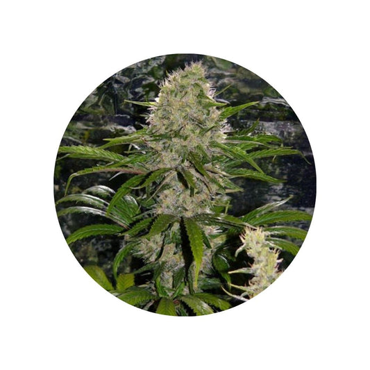 CBD Hanfsamen "Critical Mass" - feminized - 3 Stck.