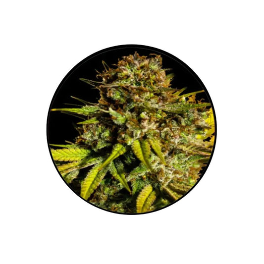 Cannabis Samen "Extra Mintz" - Autoflower - 3 Stck.