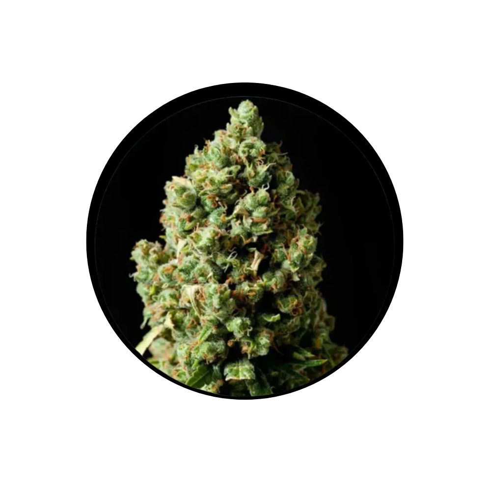 Jack Herer - Cannabis Samen - Feminized - 3 Stck.