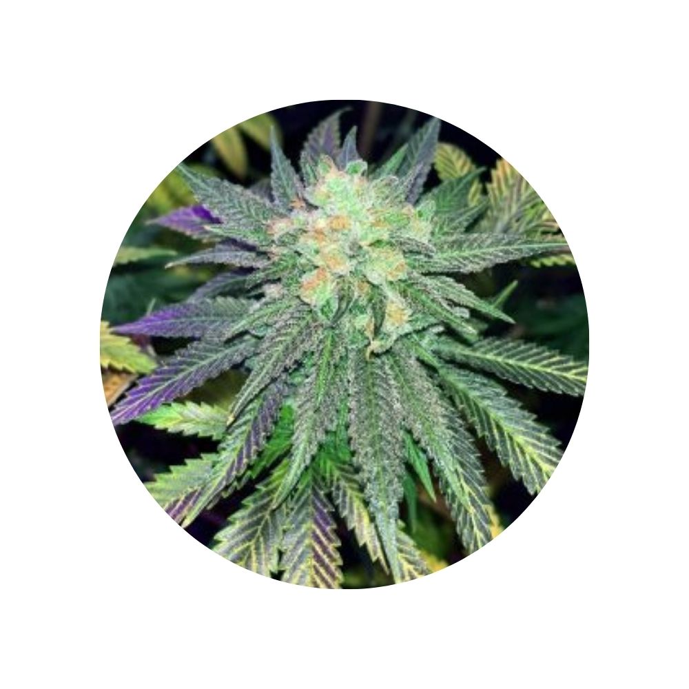 CBD Hanfsamen "Swiss Chocolate" - feminized - 3 Stck.